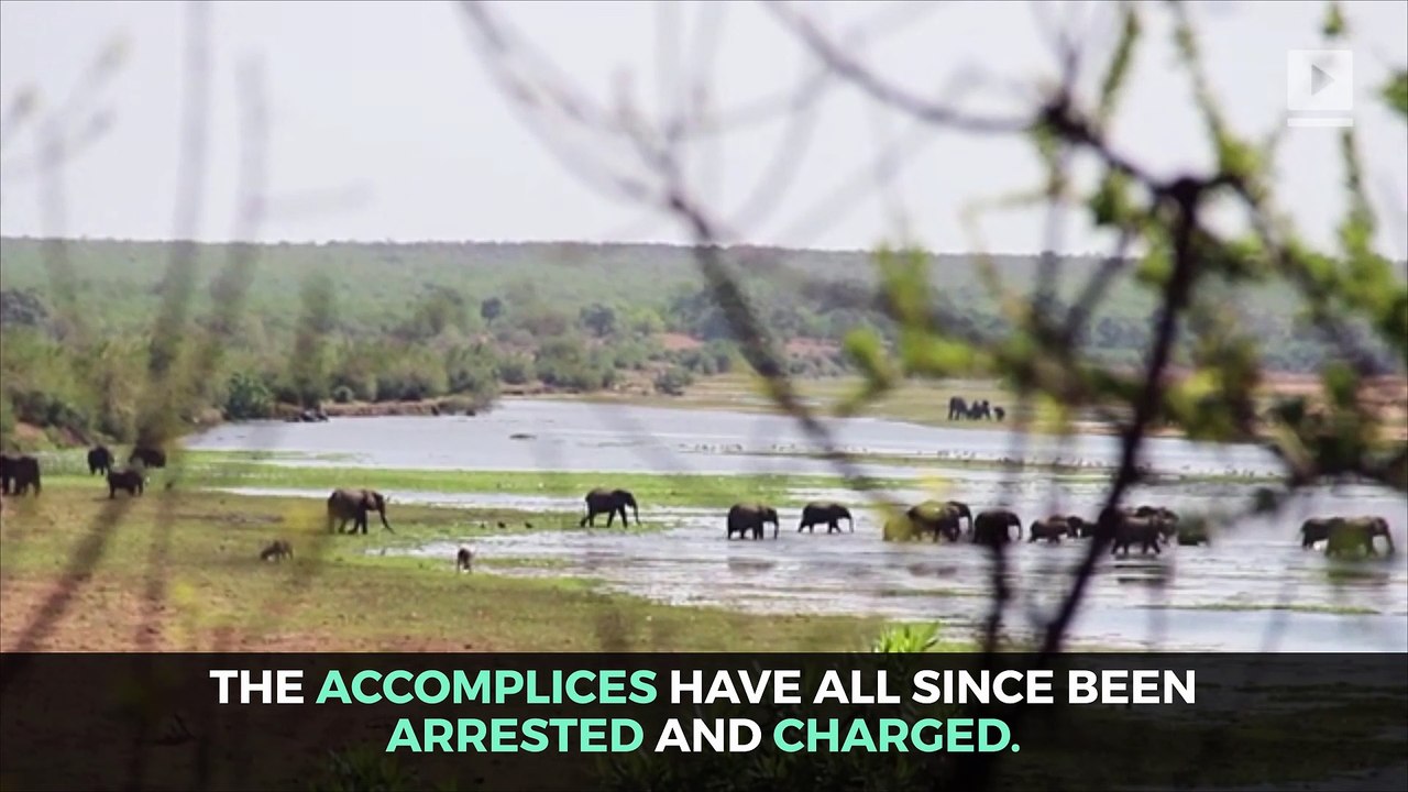 Elephant Kills Rhino Poacher in South African National Park