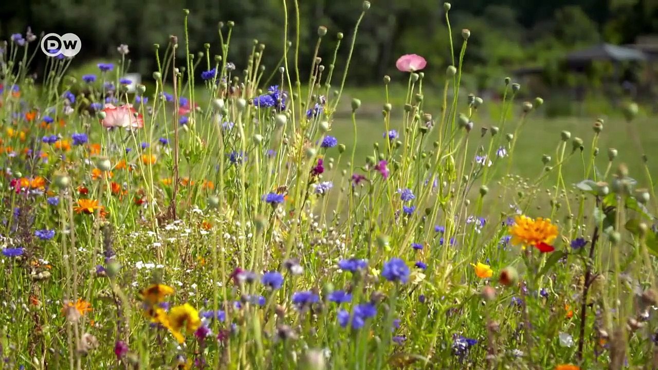 The insect apocalypse | DW Documentary