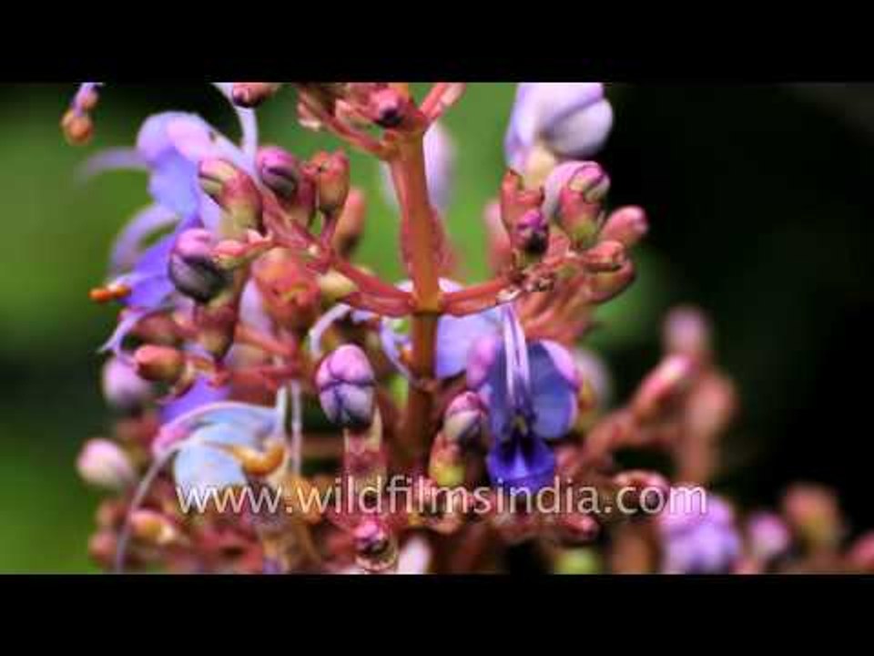 Blue fountain bush of Kas Plateau