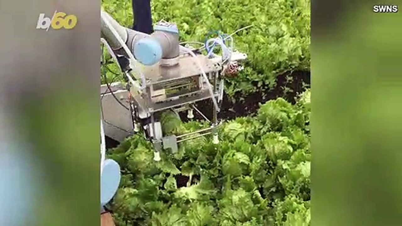 This 'Vegebot'  Uses a Machine Learning  Algorithm  to Tell If a Vegetable is Ripe and Then Picks It