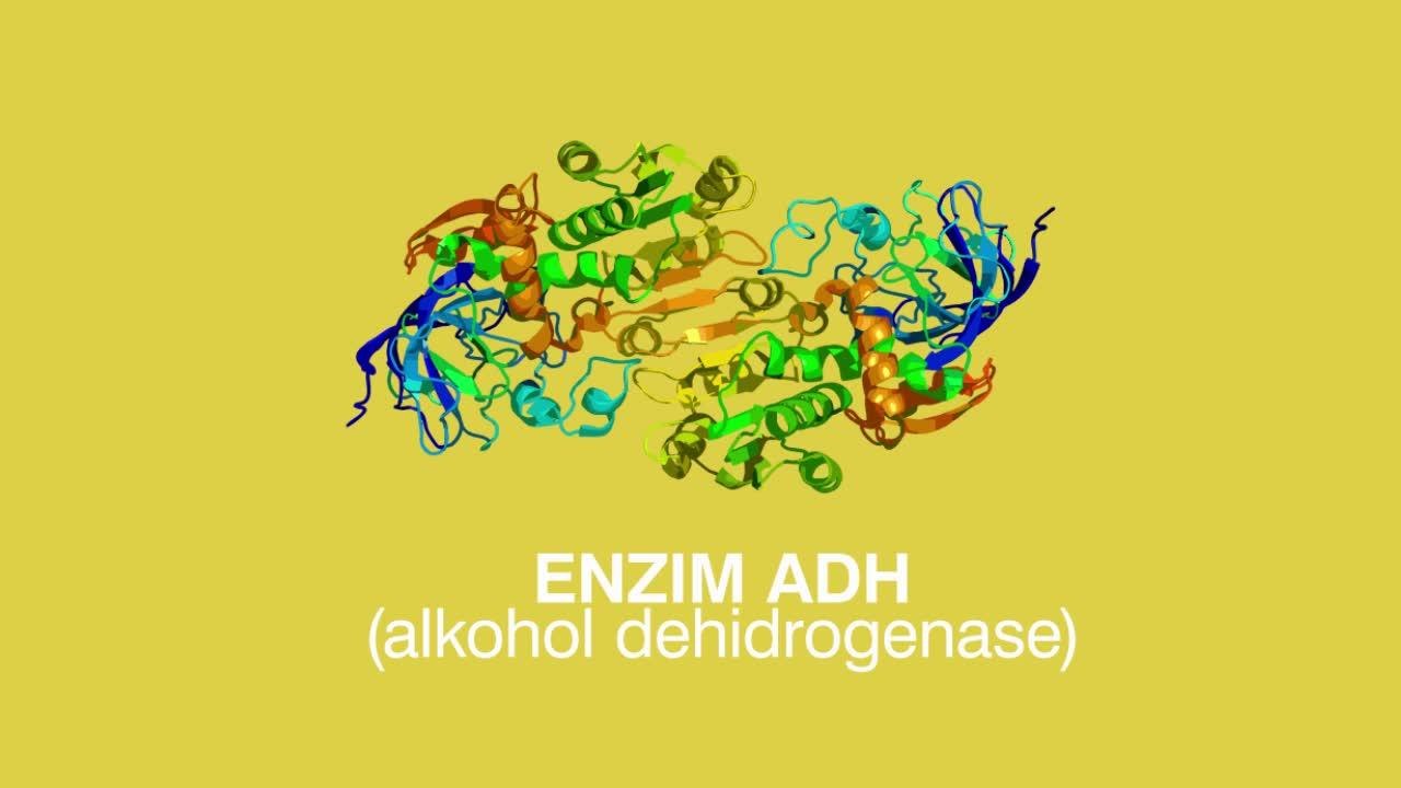 Videografis Alkohol Memicu Kanker
