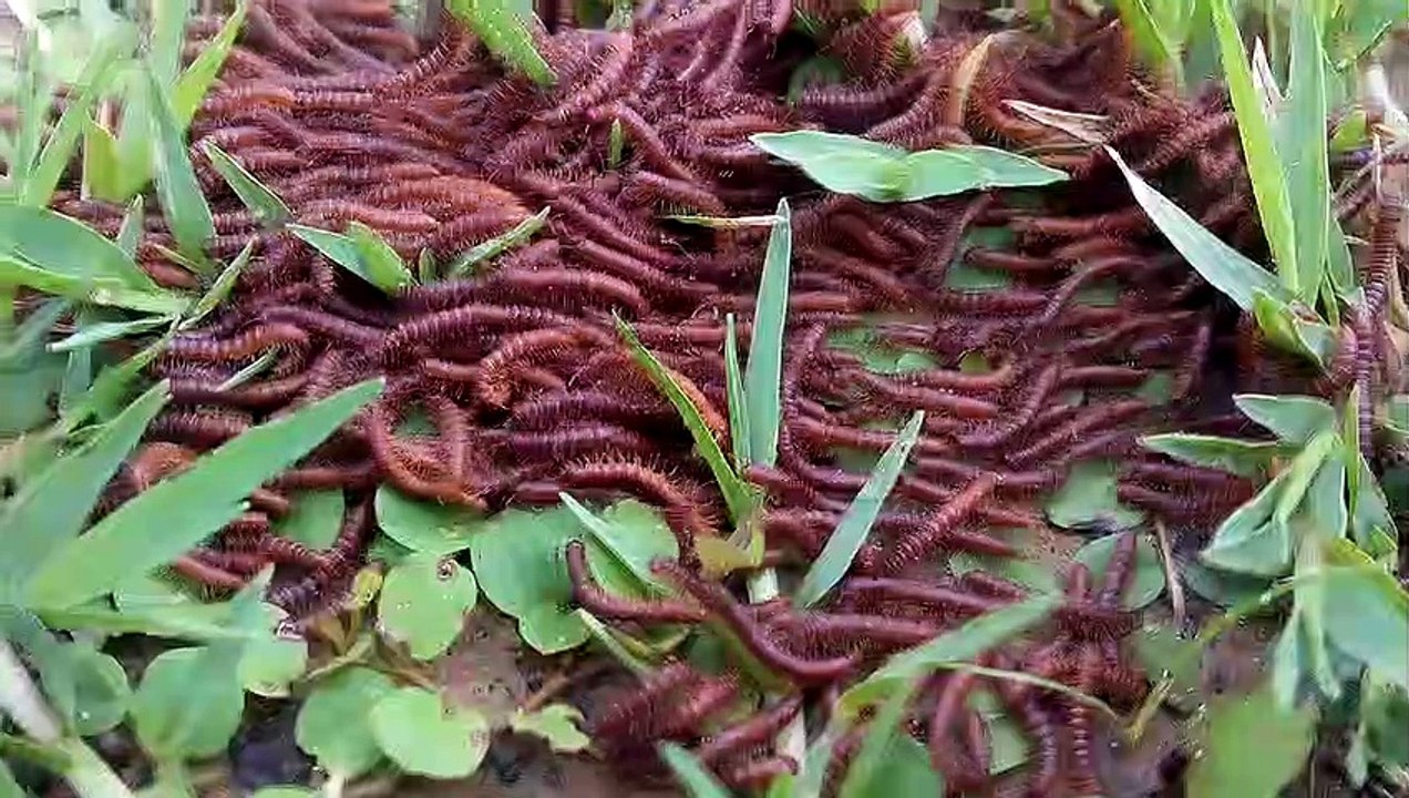 1000 millipede group moving together