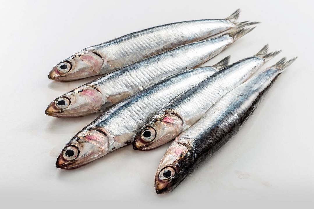 What's the Difference Between Sardines and Anchovies?