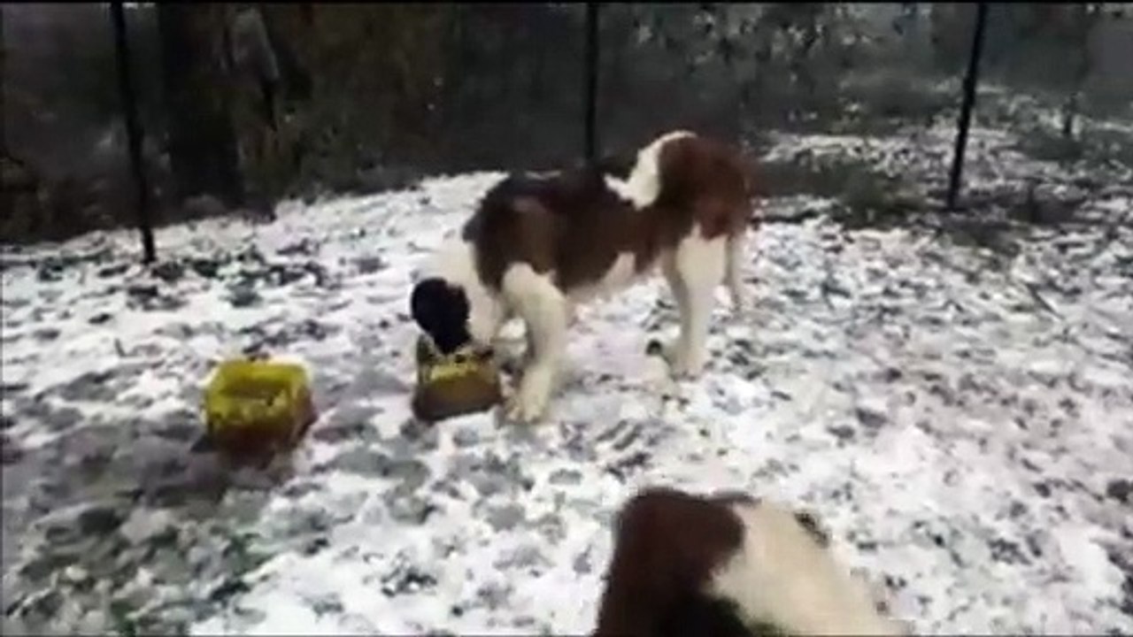 My dogs let a stray  handicapped dog stay in their house