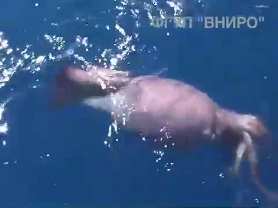 Un monstre marin géant surgit du fond des océans