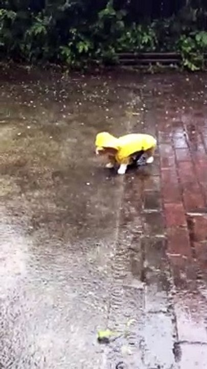 Safe from Rain, Not from Puddles