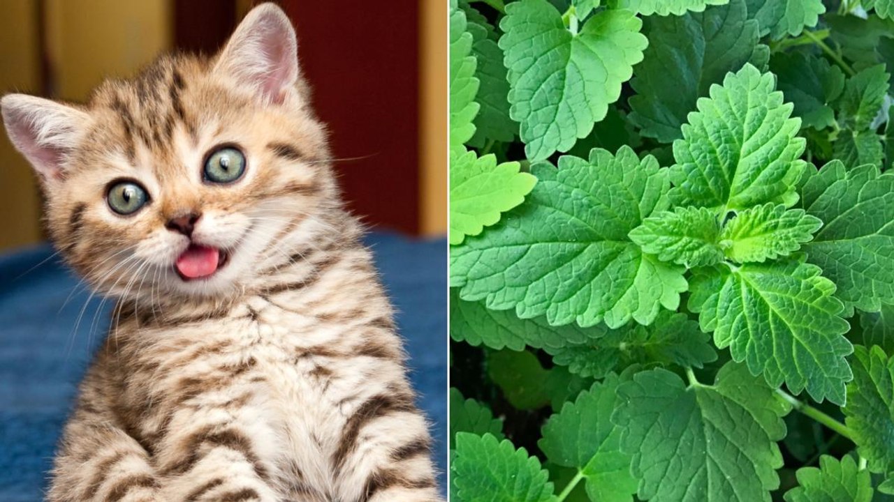 What Is Catnip—And Does It Work on People?