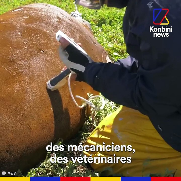 Tout plaquer et partir vivre au milieu des manchots