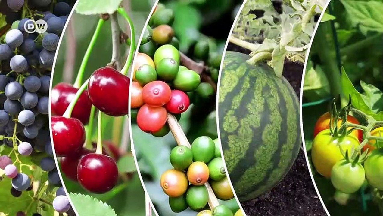 Zu Besuch bei Blüten: Bedeutung und Bedrohung von Bestäubern | Wissen & Umwelt