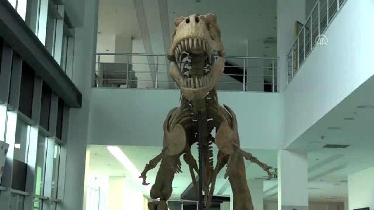 "Kayseri'deki fosiller yeni bir türe ait olabilir"