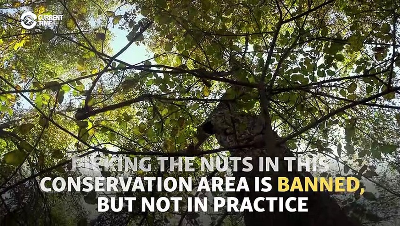 kyrgyz Walnuts, The forbidden fruit.