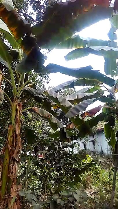 Jaggery Making village