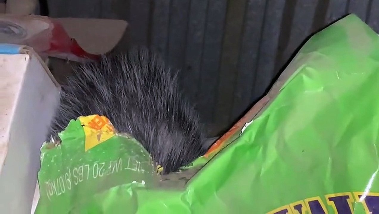 Politely Solving Possum Problems