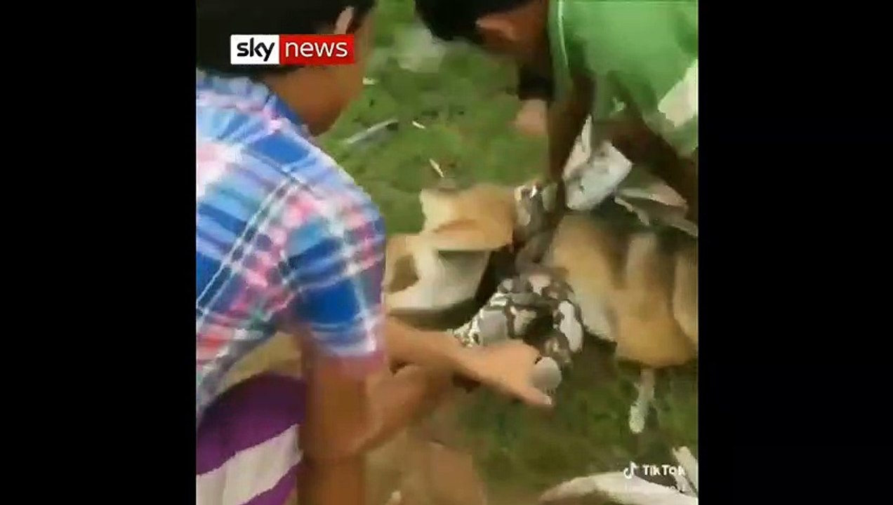 How to Handle Children Fighting with Python: Tips & Strategies 🐍