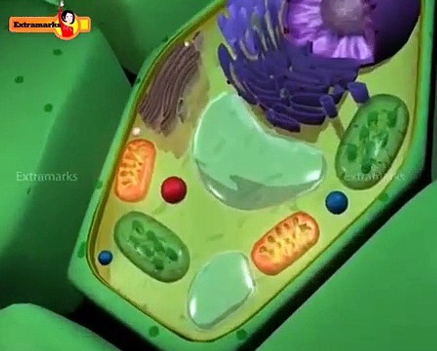 Class XI Biology Solution for Cell Structure And Functions Available on Extramarks