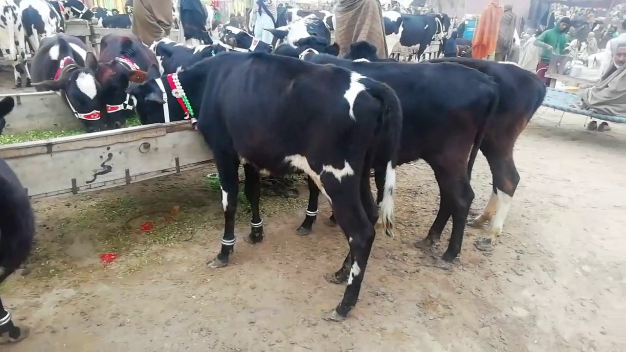 Full information of different types of Bachdian in janwar mandi doli shaheed all types janwar