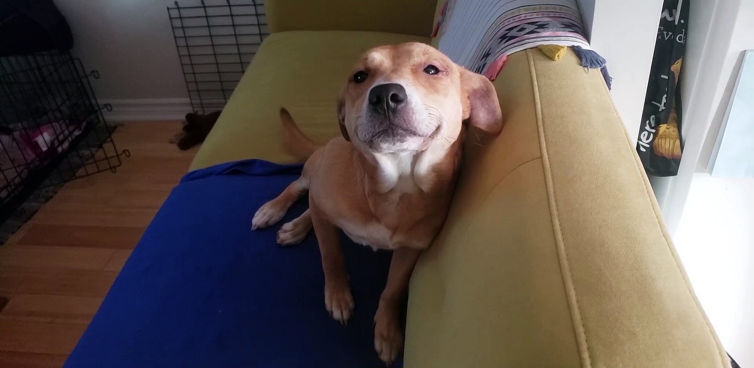 Sweet Rescue Doggo Smiles for Pets