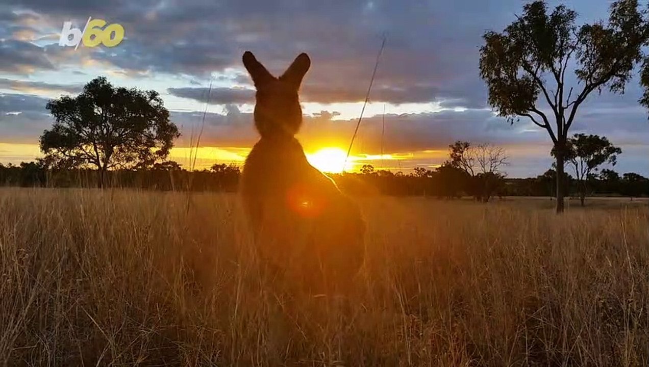 This Bioluminescent Algae is Like Something From Another World