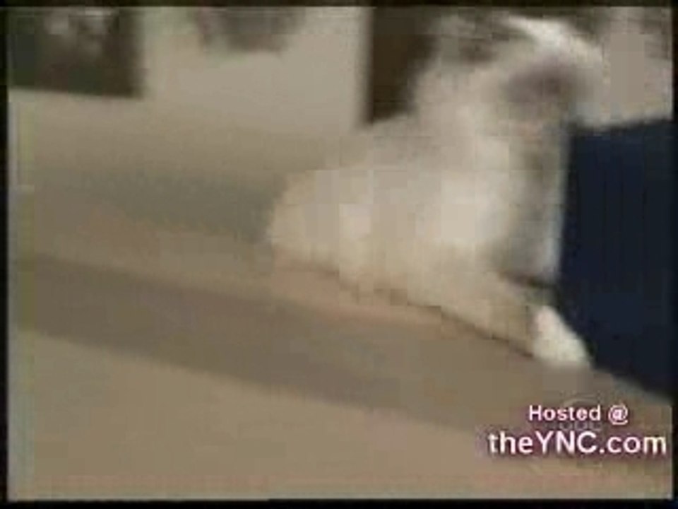 نكتة مضحكة عن القطط 🐱