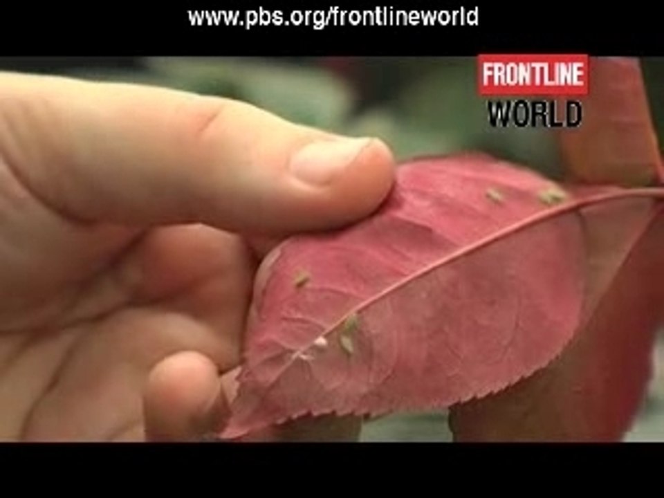 FRONTLINE/World | ECUADOR: Flower Power | PBS