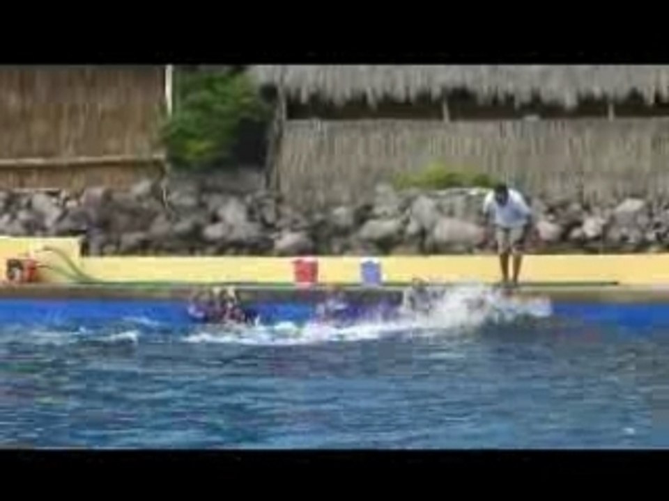 Dolphin Adventure Vallarta Adventures