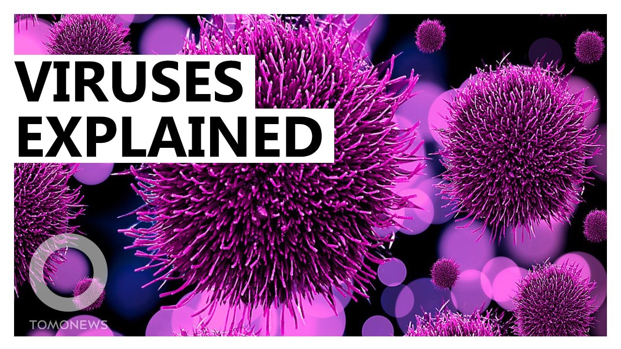 Explainer: What is a virus?