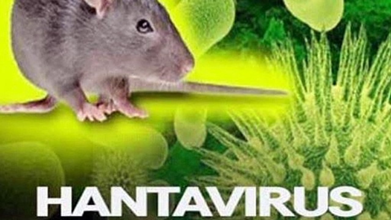 Hantavirus Kya hai | hantavirus ka lakshan Kya hai