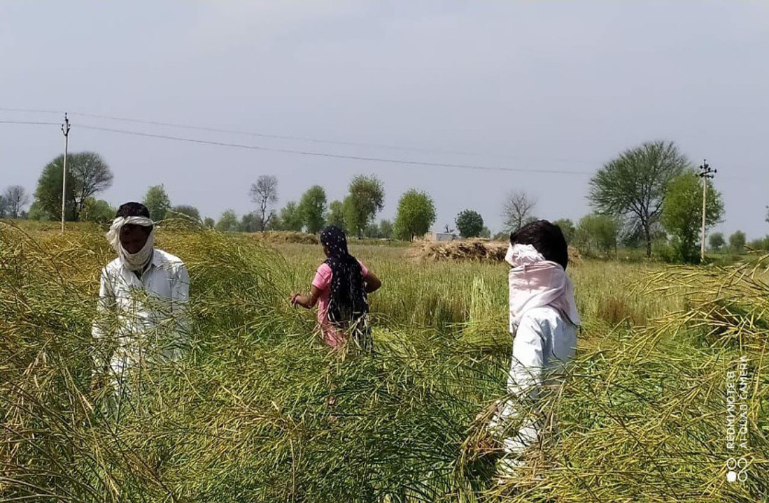 Rabi Harvesting
