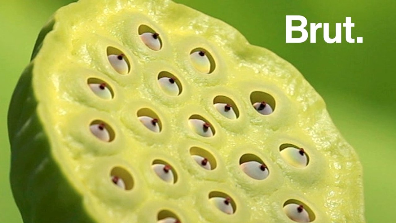What is Trypophobia?