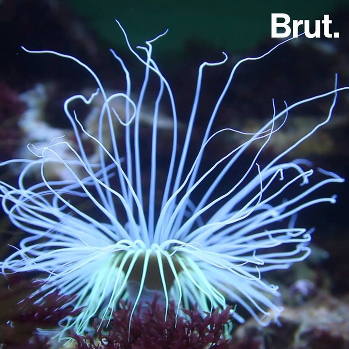 Why some marine animals are bioluminescent
