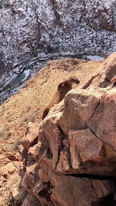 Hounds Track Tom into Rocks