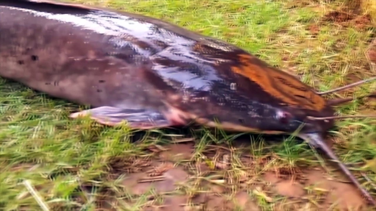 What is this STRANGE River Monster Explained | CollBold