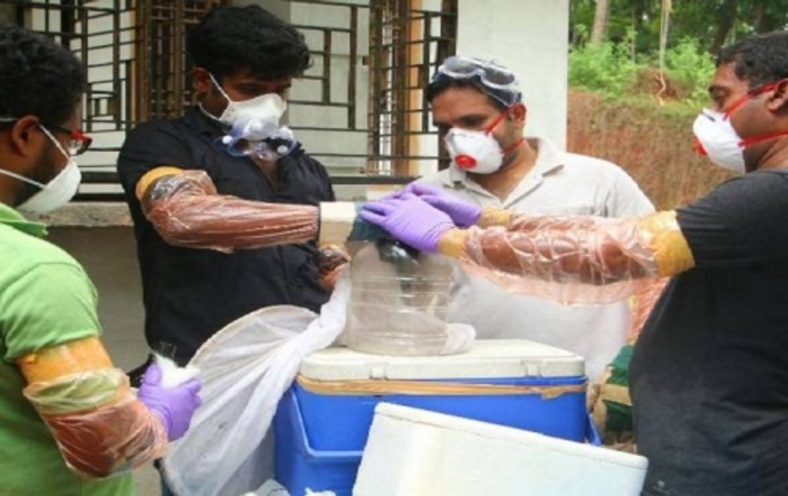 What is the connection between Nipah virus and bats?