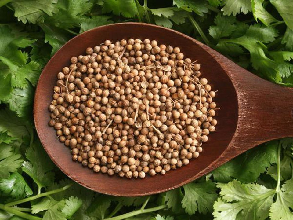 Coriander Substitute: What Can You Use Instead?