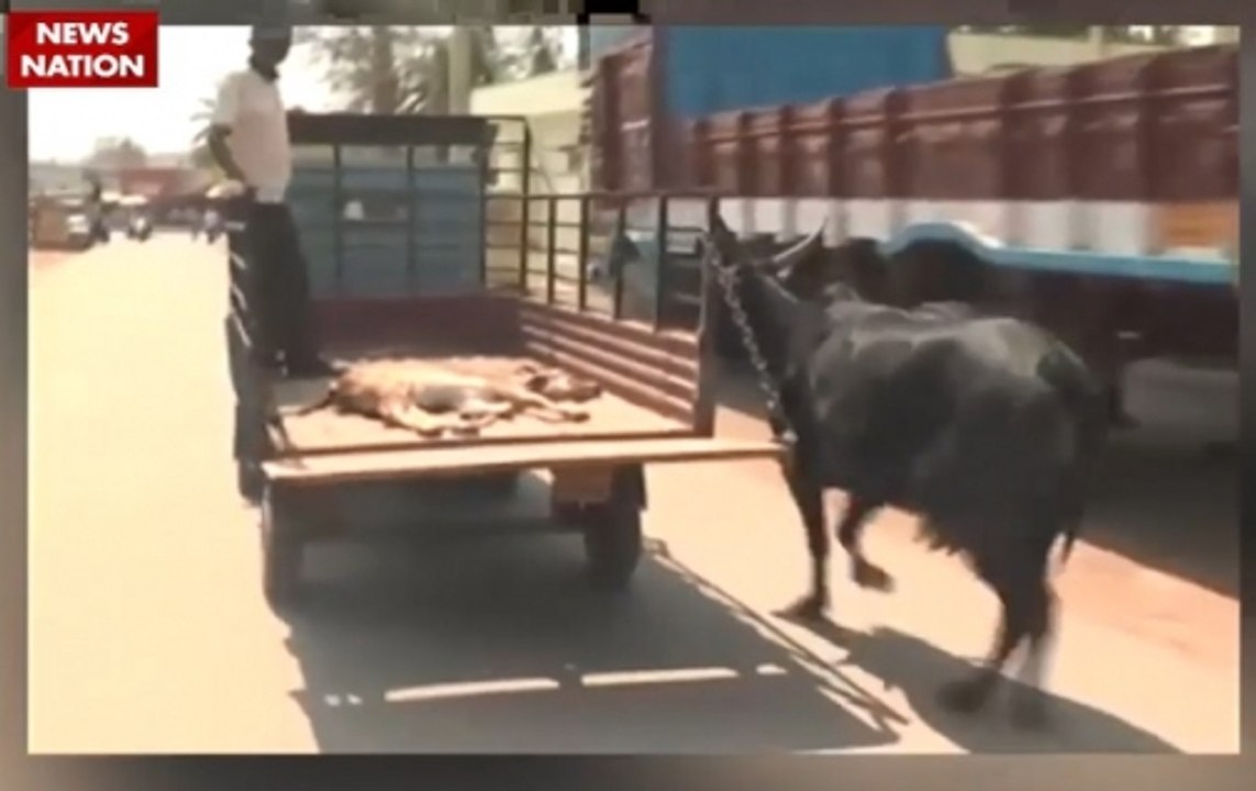 Mother cow’s love for her baby will melt your heart