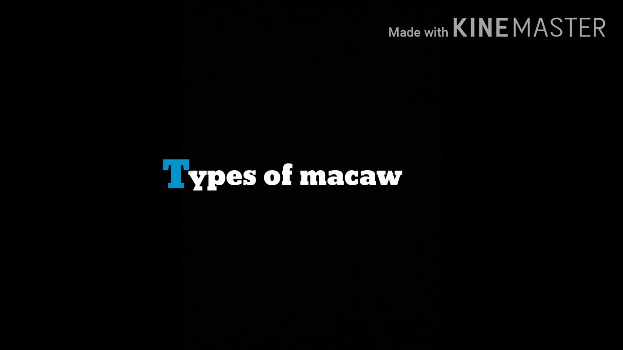 Types of macaw