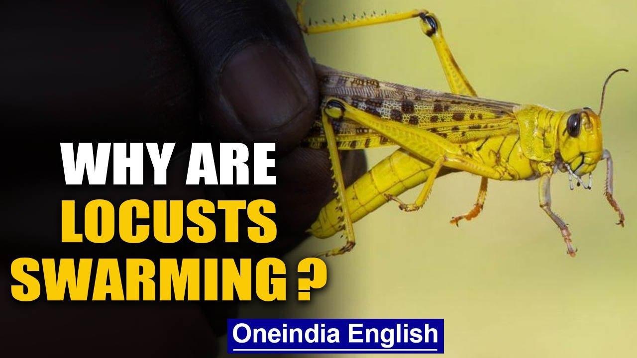 Locust outbreak: Why are they swarming and what damage can they cause? | Oneindia News