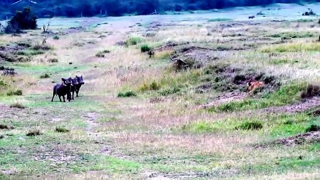 Knowing Lions Choose The Simplest Way to Catch The Whole Family Warthog