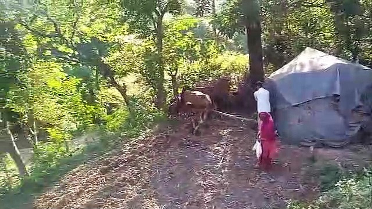 desi life .natural life,village life,wild life,himachal life