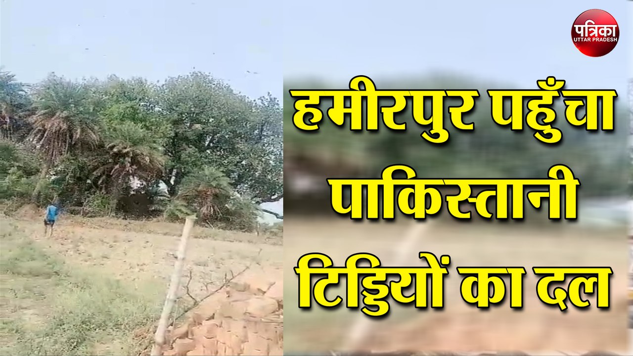 हमीरपुर पहुँचा पाकिस्तानी टिड्डियों का दल