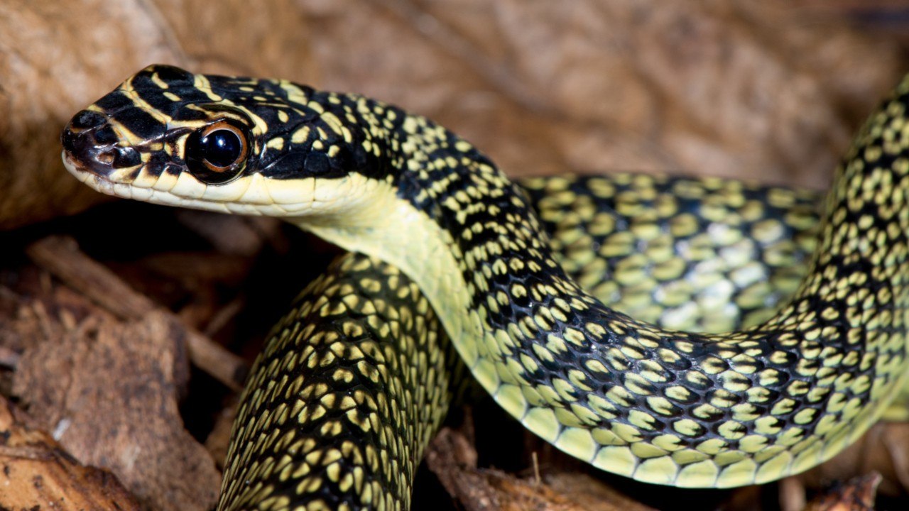 Enquiring Minds Wanted To Know: How Do Snakes Fly?