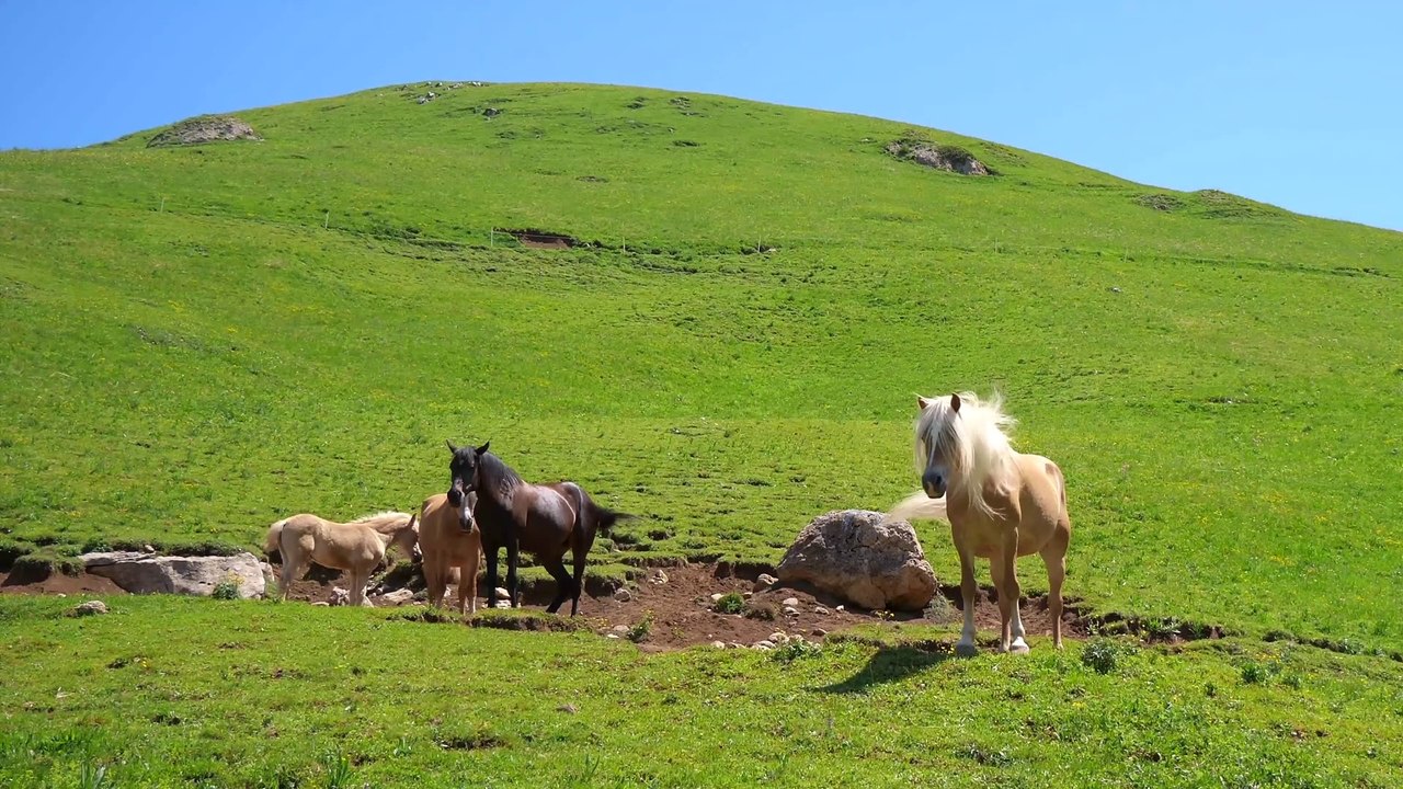 Wild Animals - Wildlife Scenery - Wildlife Documentary Film Relaxation - 4K Ultra HD 60fps