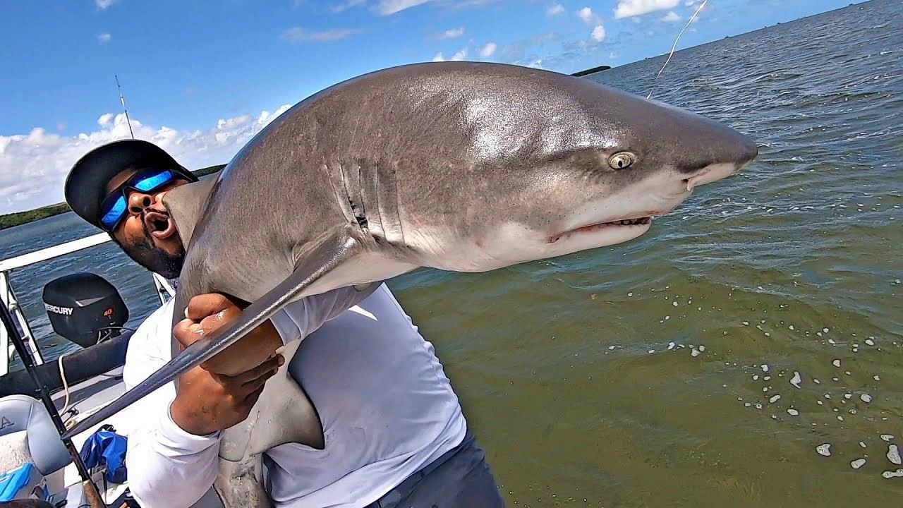 What Type of Sharks are These