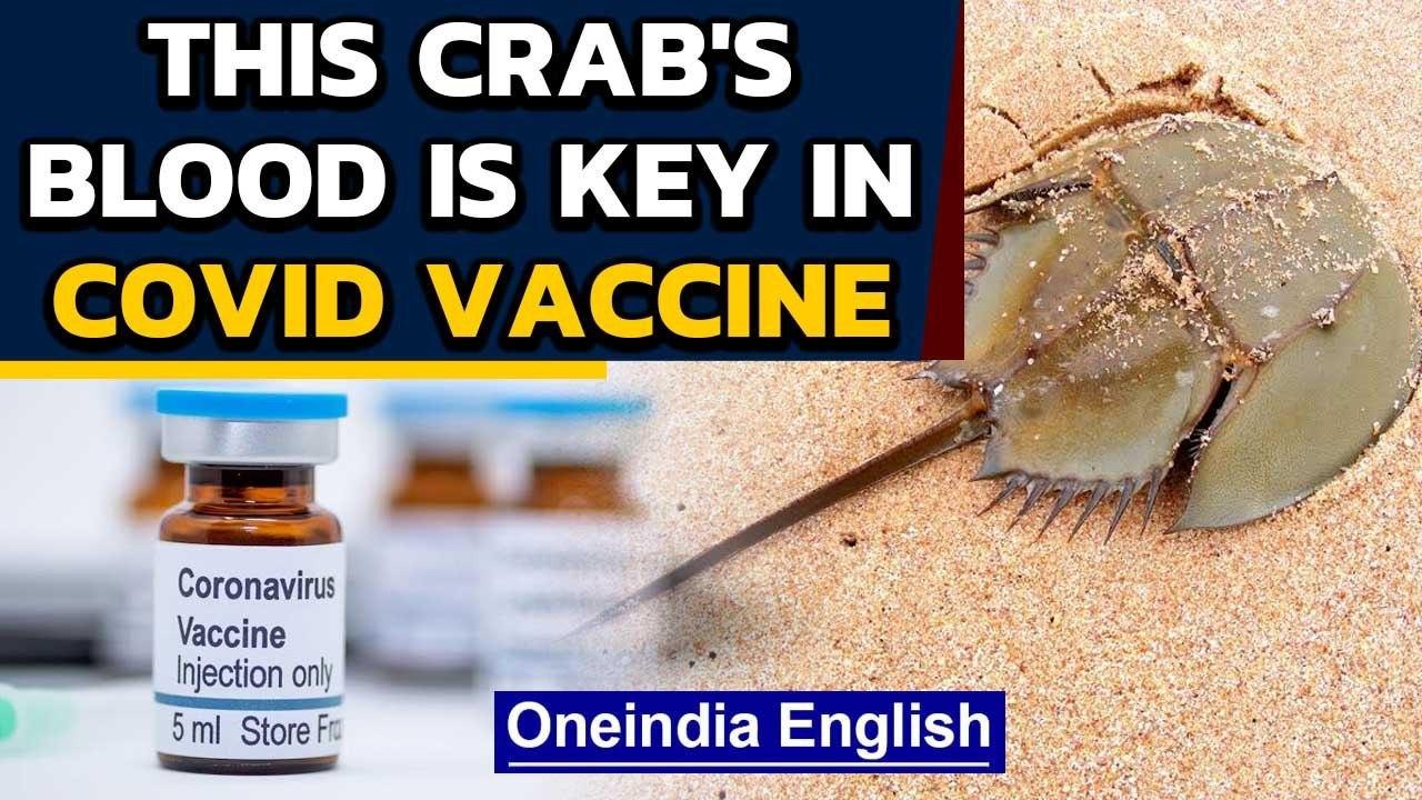 Horseshoe crab blood is used in vaccines: This is why | Oneindia News