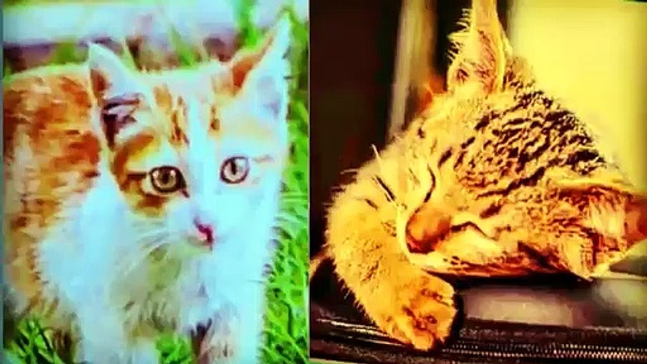 Cute Baby Cats - Cute Animals Baby | Cute Pet Animals