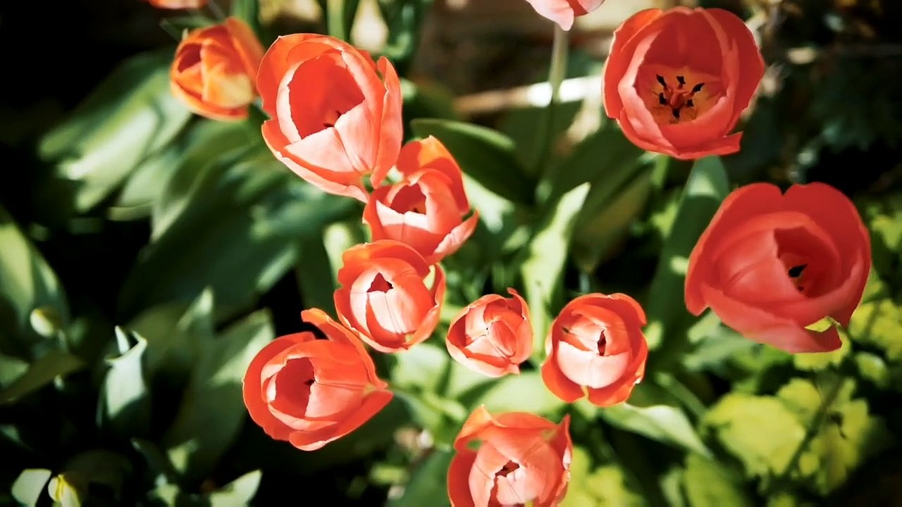 Soil P3 |crops according to soil |soil erosion|soil conservation