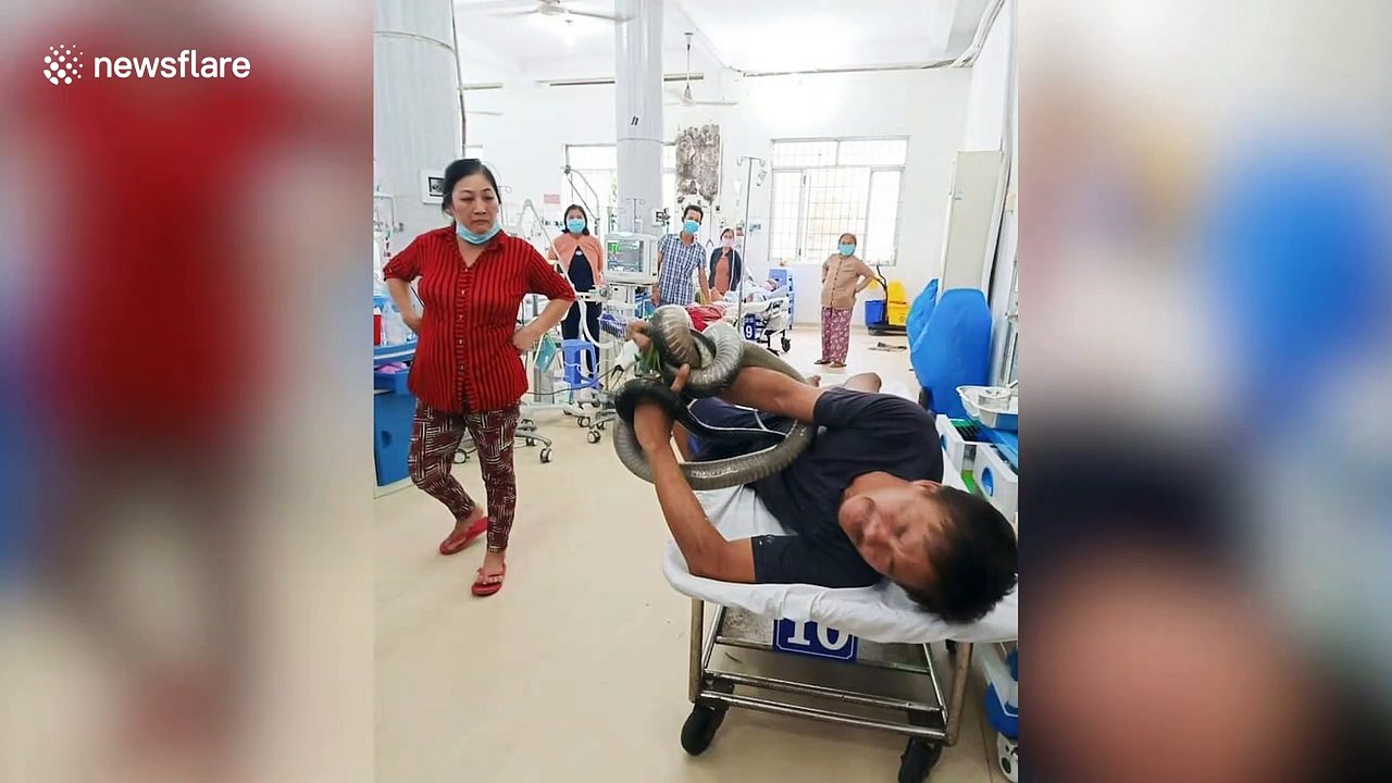 Vietnamese farm worker rushed to hospital with live cobra wrapped around his arm