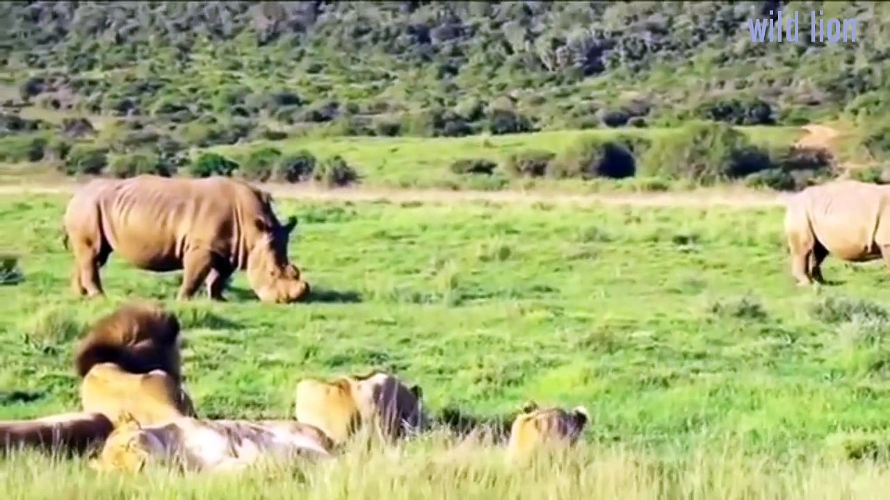 Lion vs crocodile vs buffalo top animal adventure video - cheetah vs baboon who is most powerful