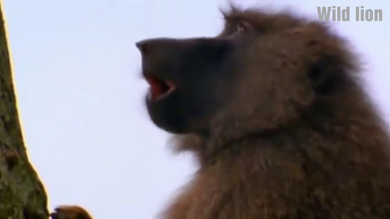 OMG Hero Baboon Attacks Wild Lion!!  How it’s Possible?
