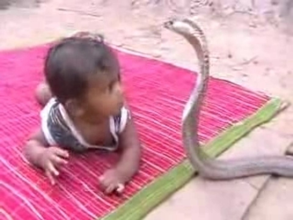 India baby vs Cobra Snake